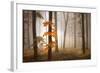 In November Light-Franz Schumacher-Framed Photographic Print