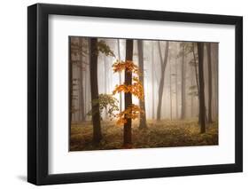 In November Light-Franz Schumacher-Framed Photographic Print