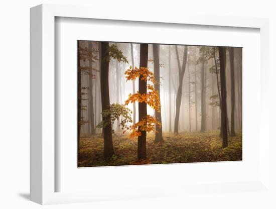 In November Light-Franz Schumacher-Framed Photographic Print