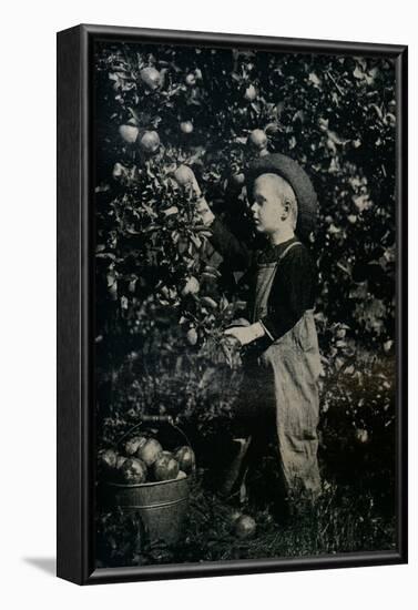 'In One Of Ontaario's Fruitful Orchards', c1934-Unknown-Framed Photographic Print