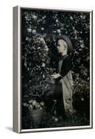 'In One Of Ontaario's Fruitful Orchards', c1934-Unknown-Framed Photographic Print