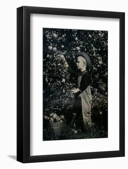 'In One Of Ontaario's Fruitful Orchards', c1934-Unknown-Framed Photographic Print