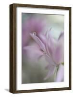 In Pink Delight-Heidi Westum-Framed Giclee Print