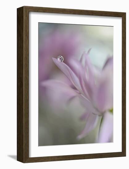 In Pink Delight-Heidi Westum-Framed Giclee Print