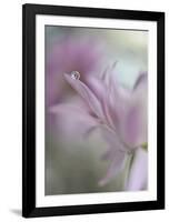 In Pink Delight-Heidi Westum-Framed Giclee Print