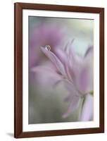 In Pink Delight-Heidi Westum-Framed Giclee Print