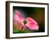 In Pink-Ursula Abresch-Framed Photographic Print