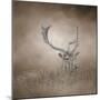 In Plain Sight Sika Deer-Jai Johnson-Mounted Giclee Print