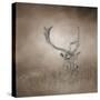 In Plain Sight Sika Deer-Jai Johnson-Stretched Canvas