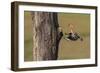 In Pursuit - Feed-Staffan Widstrand-Framed Giclee Print