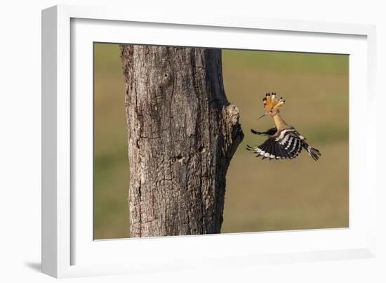 In Pursuit - Feed-Staffan Widstrand-Framed Giclee Print