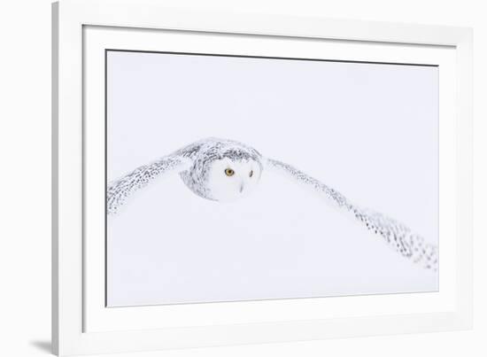 In Pursuit-Staffan Widstrand-Framed Giclee Print