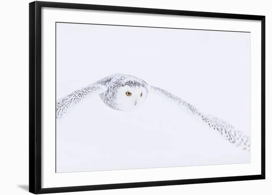 In Pursuit-Staffan Widstrand-Framed Giclee Print