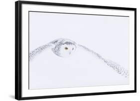 In Pursuit-Staffan Widstrand-Framed Giclee Print