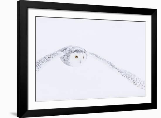 In Pursuit-Staffan Widstrand-Framed Giclee Print