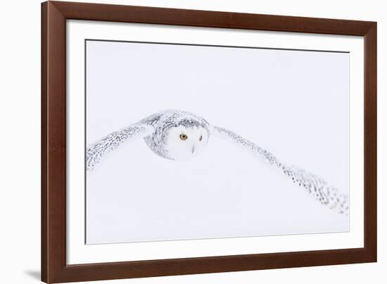 In Pursuit-Staffan Widstrand-Framed Giclee Print