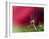 In Red-Heidi Westum-Framed Photographic Print