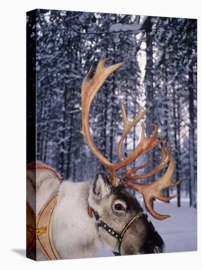 In Santa Claus's Country the Reindeers Abound, Lapland, Finland-Daisy Gilardini-Stretched Canvas