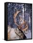 In Santa Claus's Country the Reindeers Abound, Lapland, Finland-Daisy Gilardini-Framed Stretched Canvas