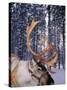 In Santa Claus's Country the Reindeers Abound, Lapland, Finland-Daisy Gilardini-Stretched Canvas