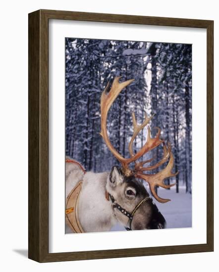 In Santa Claus's Country the Reindeers Abound, Lapland, Finland-Daisy Gilardini-Framed Photographic Print