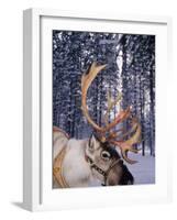 In Santa Claus's Country the Reindeers Abound, Lapland, Finland-Daisy Gilardini-Framed Photographic Print