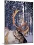 In Santa Claus's Country the Reindeers Abound, Lapland, Finland-Daisy Gilardini-Mounted Photographic Print