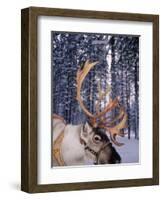 In Santa Claus's Country the Reindeers Abound, Lapland, Finland-Daisy Gilardini-Framed Photographic Print