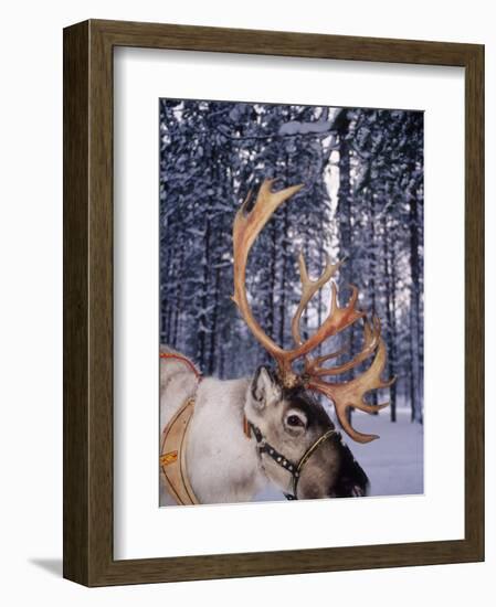 In Santa Claus's Country the Reindeers Abound, Lapland, Finland-Daisy Gilardini-Framed Photographic Print