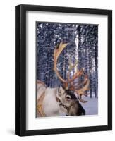 In Santa Claus's Country the Reindeers Abound, Lapland, Finland-Daisy Gilardini-Framed Photographic Print