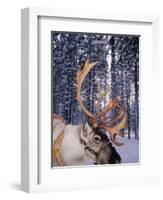 In Santa Claus's Country the Reindeers Abound, Lapland, Finland-Daisy Gilardini-Framed Photographic Print