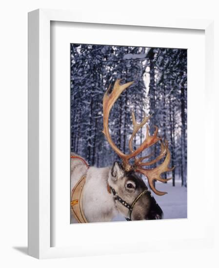 In Santa Claus's Country the Reindeers Abound, Lapland, Finland-Daisy Gilardini-Framed Photographic Print