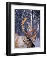 In Santa Claus's Country the Reindeers Abound, Lapland, Finland-Daisy Gilardini-Framed Premium Photographic Print