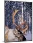 In Santa Claus's Country the Reindeers Abound, Lapland, Finland-Daisy Gilardini-Mounted Premium Photographic Print