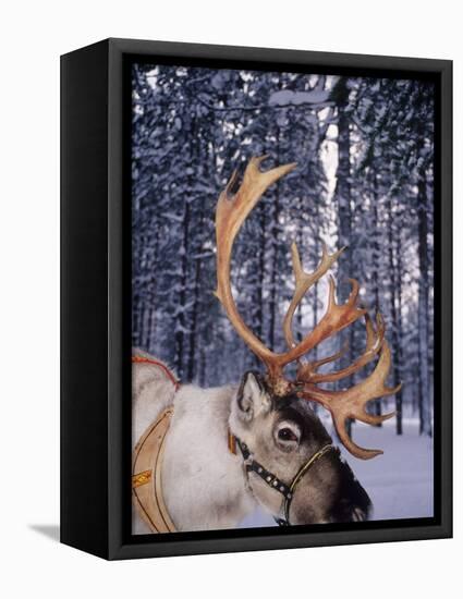 In Santa Claus's Country the Reindeers Abound, Lapland, Finland-Daisy Gilardini-Framed Stretched Canvas