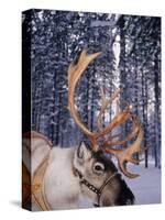 In Santa Claus's Country the Reindeers Abound, Lapland, Finland-Daisy Gilardini-Stretched Canvas