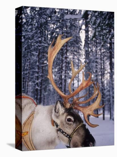 In Santa Claus's Country the Reindeers Abound, Lapland, Finland-Daisy Gilardini-Stretched Canvas