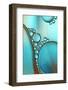 In Shimmering Turquoise-Heidi Westum-Framed Photographic Print