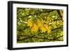 In the Autumn Wind-Philippe Sainte-Laudy-Framed Photographic Print