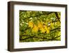 In the Autumn Wind-Philippe Sainte-Laudy-Framed Photographic Print