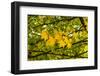 In the Autumn Wind-Philippe Sainte-Laudy-Framed Photographic Print