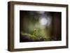 In the Big Woods-Ursula Abresch-Framed Photographic Print