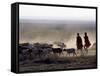 In the Early Morning, a Maasai Herdsboy and His Sister Drive their Flock of Sheep across the Dusty -Nigel Pavitt-Framed Stretched Canvas