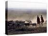 In the Early Morning, a Maasai Herdsboy and His Sister Drive their Flock of Sheep across the Dusty -Nigel Pavitt-Stretched Canvas