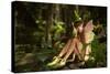 In The Fairy Forest-Atelier Sommerland-Stretched Canvas