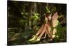 In The Fairy Forest-Atelier Sommerland-Stretched Canvas