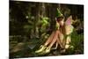 In The Fairy Forest-Atelier Sommerland-Mounted Art Print