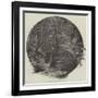 In the Fern-Tree Gully, Victoria-null-Framed Giclee Print