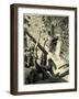 In the Fine Forest Switzerland-null-Framed Giclee Print