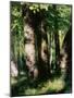 In the Forest of Fontainebleau-Pierre-Auguste Renoir-Mounted Giclee Print